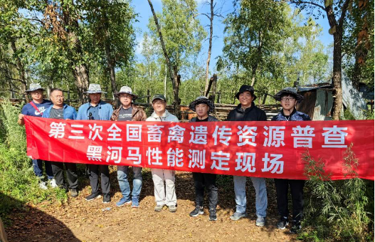 黑龙江省组织开展遗漏品种黑河马现场性能测定